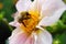 Close-up of bumblebee on flower