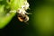 Close up of a bumblebee foraging and pollinating a flower