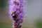 Close up of a Bumblebee gathering pollen from a purple Liatris flower