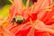 Close-up of Bumblebee on Orange flower