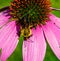 Close up Bumblebee on pink cone head flower, echinacea,