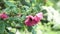 Close up of bumblebee in a pink flower of a dogrose in the summer city park. Stock footage. Natural background of wild