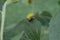 Close-up of a bumblebee with pollen on the fur on the leaf of a sunflower