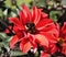 Close up of bumblebee resting in beautiful red flower blossom