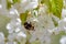 Close-up of a bumblebee sitting on a flowering pear, on a floral background. The concept of a rich harvest. Selective focus, macro