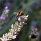 Close-up of a bumblebee on violet lavender collecting nectar