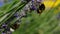 Close up of bumblebees pollinate sunflower at sunny day. Detail view of group of bumble bees collecting pollen on lavender