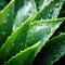 Close up of a bunch of aloe vera plants macro