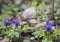 Close up bunch of beatiful blooming violet spring flowers ,Viola odorata or wood violet, sweet violet with green leaves