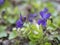 Close up bunch of beatiful blooming violet spring flowers ,Viola odorata or wood violet, sweet violet with green leaves