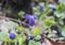 Close up bunch of beatiful blooming violet spring flowers ,Viola odorata or wood violet, sweet violet with green leaves