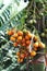 Close up of Bunch Betel nut on a palm tree