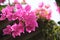 Close up of bunch of bougainvillea