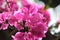 Close up of bunch of bougainvillea