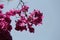 Close up of bunch of bougainvillea