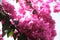 Close up of bunch of bougainvillea