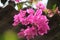 Close up of bunch of bougainvillea