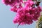 Close up of bunch of bougainvillea against blue sky background