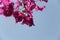 Close up of bunch of bougainvillea against blue sky background