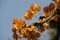 Close up of bunch of bougainvillea against blue sky background