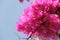 Close up of bunch of bougainvillea against blue sky background