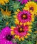 Close up of a bunch of bright colourful flowers with water droplets