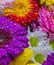 Close up of a bunch of bright colourful flowers with water droplets