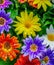 Close up of a bunch of bright colourful flowers with water droplets