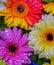 Close up of a bunch of bright colourful flowers with water droplets