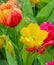 Close up of a bunch of bright colourful flowers with water droplets