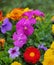 Close up of a bunch of bright colourful flowers with water droplets