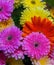 Close up of a bunch of bright colourful flowers with water droplets