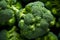 Close up of bunch of broccoli florets. Generative AI