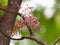 Close up Bunch of Carambola Flowers on Branch Isolated on Nature Background