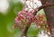 Close up Bunch of Carambola Flowers on Branch Isolated on Nature Background