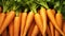 A close-up of a bunch of carrots sitting on top of each other. Background or banner of fresh, healthy carrots, perfect