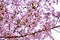 A close-up of bunch of cherry blossom flowers on a branch