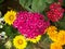 Close up of a bunch of colorful flowers in a garden