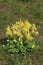 Close up of a bunch of cowslips, primula veris