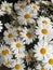 Close up of bunch of daisies. Could be phone wallpaper or background