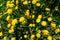 Close up of a bunch of dandelion weeds growing in the sunshine