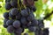 Close-up of a bunch of dark black grapes on grapevine in vineyard