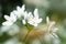 Close-up of a bunch of delicate white flowers with a soft focus