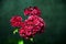 Close-up of a bunch of four small purplish carnations with neutral background