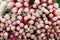 Close Up of a Bunch of French Breakfast Radishes