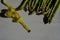 Close up of a bunch of fresh asparagus and yellow centimeter ruler on white background top view