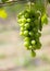 Close up Bunch of fresh green grapes. Green sunny leaves on the background.In the garden