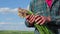 close up of a bunch of fresh onions in the hands of a farmer.