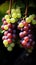 Close-up of a bunch of grapes on grapevine