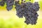 Close-up of a bunch of grapes of red wine in a vineyard